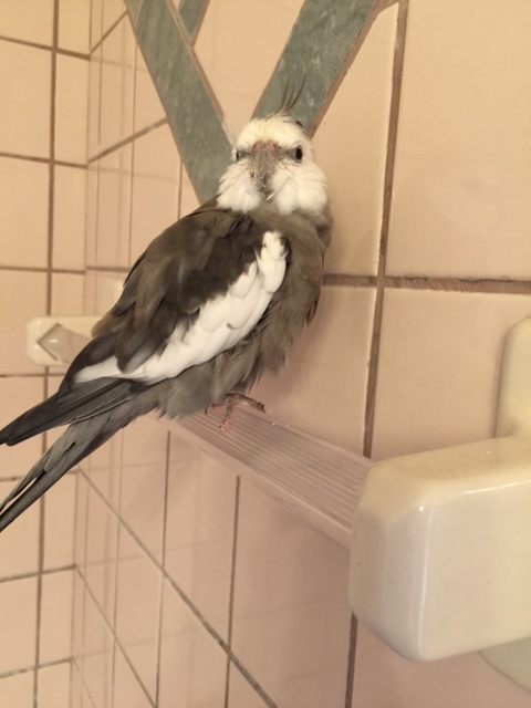 Attention all feathers, attention all feathers. Spa services to commence at 0900 hours!