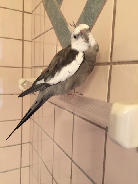 They don't call me the Preen Master for nothing - yes, Mom, I would be happy to pose for the fans!