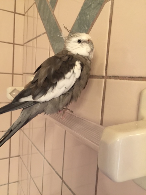 I will be your Preen Master again today. Remember, those who can't make the cut will be molted.