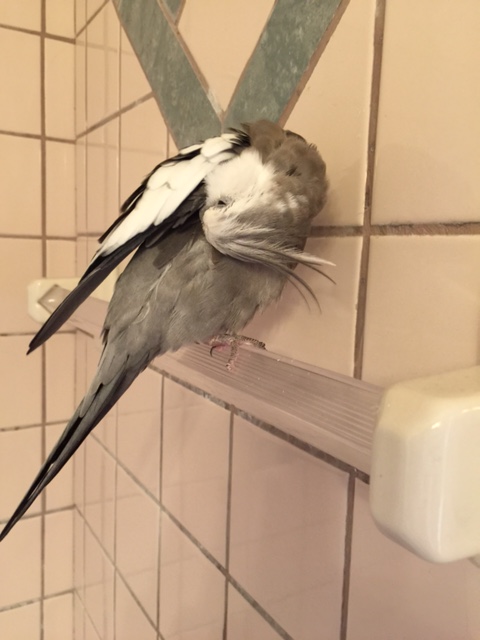 Stage One commencing. Stand by.