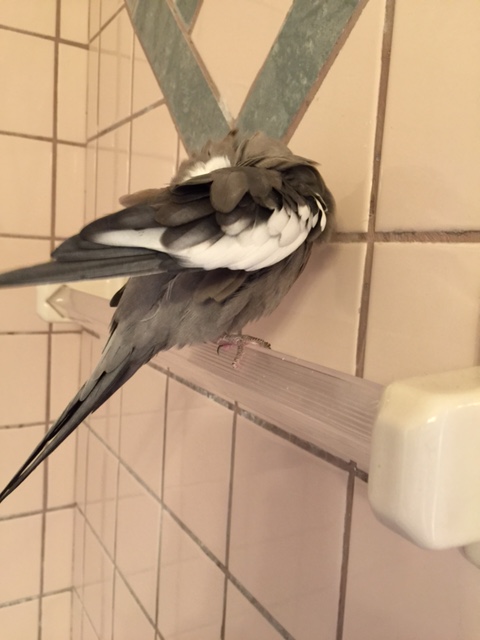 Stage Two commencing. Please stand by.