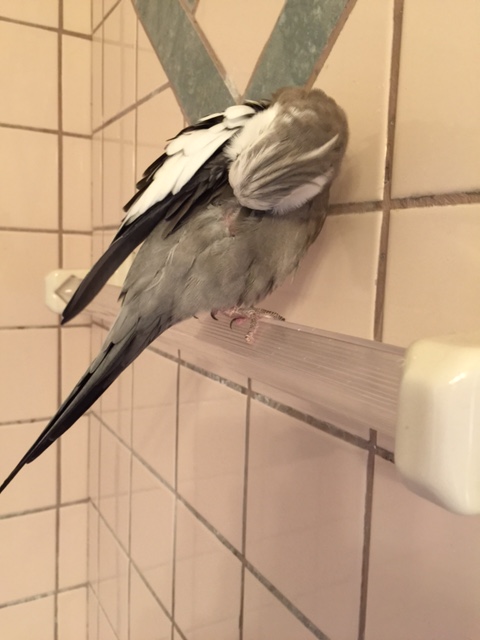 Stage Three commencing. Please stand by.