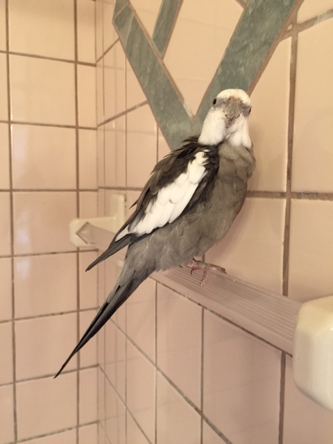 All molted feathers will depart on my mark. Ready, set....