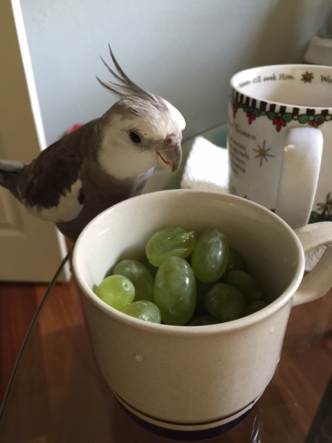 Sigh. Clearly she misread the shopping list again. "Eggs and green leaves" turned into "green eggs."