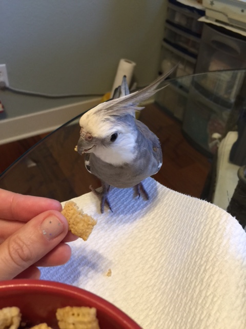 Boy I am sure am wiped from bringing down this tasty prey.