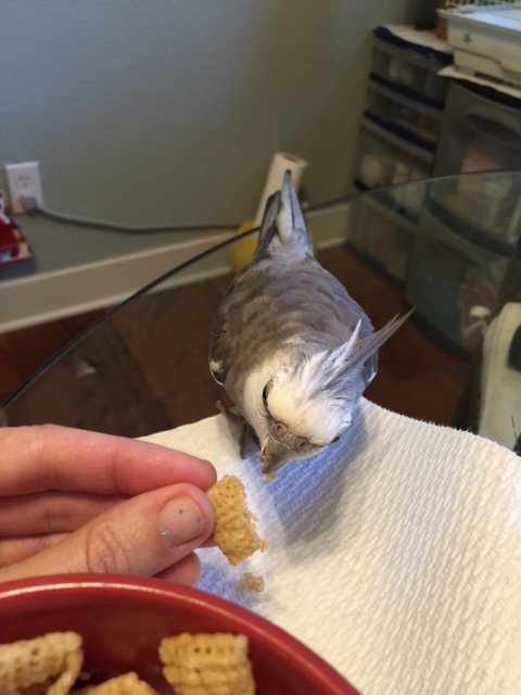 I am glad I decided to train my large featherless assistant in how to prepare and serve it.