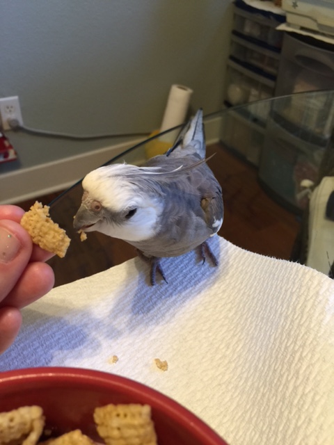 By examining the prepared prey, I can tell she correctly poured the white liquid over it just as I instructed.