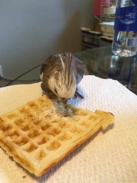 Poachers everywhere today. Nibble nom nom nom nom nibble nibble....