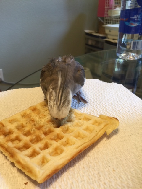 Nibble nom nibble nibble nom....