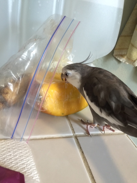 Nom nom nibble nibble nibble....