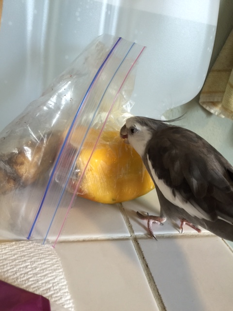 I am going to turn you over to my large featherless assistant now to discuss the test results. Don't mind the large knife and small flat plate she is carrying....it is all part of the "mentoring" process.