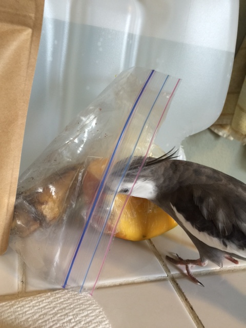 Hmmm. In the spirit of how "mentoring" is supposed to work, I can gently suggest that you take another look at your theory.