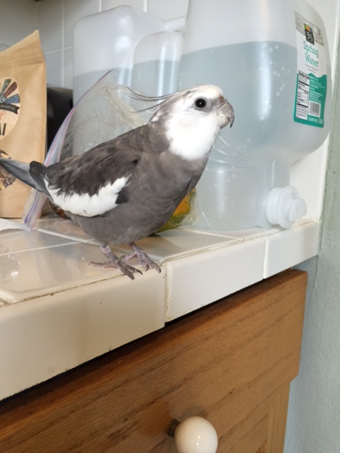 What's that, Mom? There's a mango here to see me - says he's today's modeling "prop?"