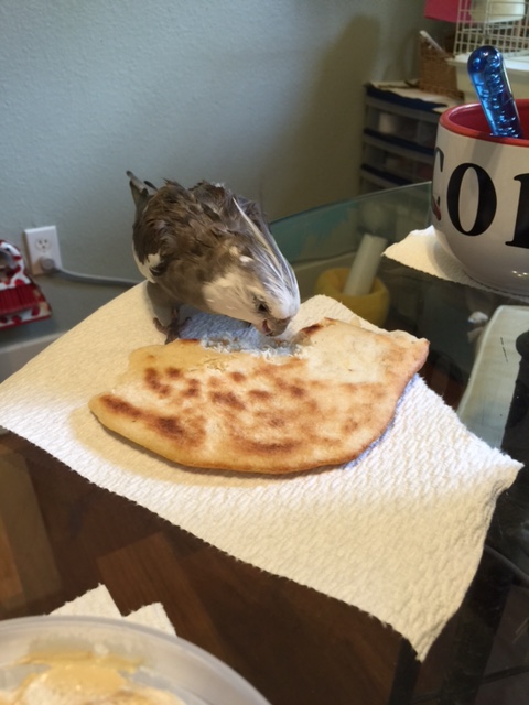 So many poachers, but don't worry, soft round thing - you're all mine.