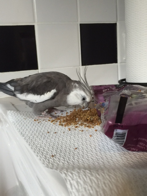 Hi there! I'm happy to meet you all too! You sure are a happy bunch!