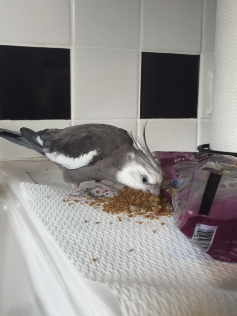 But I think this is one of the....nom nom nom....largest....crunch....fan groups....chomp chomp....I've met yet.