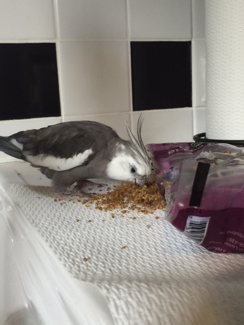 What's that?....crunch crunch crunch....