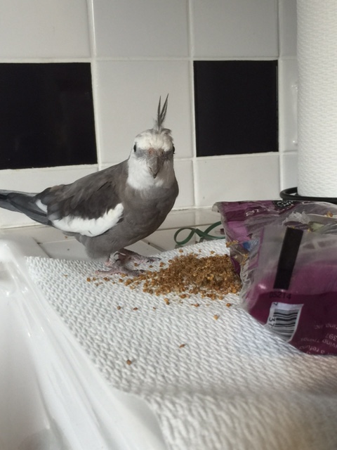 Beak-o-graphs? Yes, we are taking care of those right now, Mom!