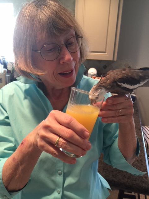 Well I'll just take a beak-full and find out for myself if it is as tasty as they seem to think it is.