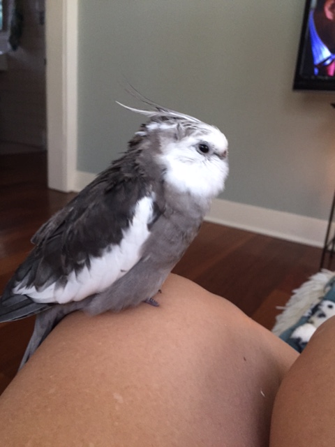 Resume getting sleepy.