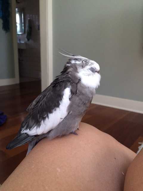 Until you get so sleepy...