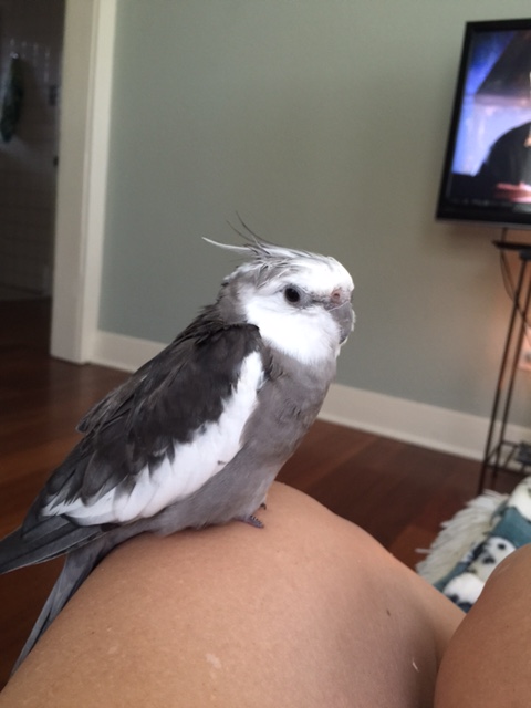 Step one - get sleepy.