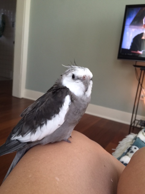 Step two - check to be sure your large featherless photo documentarian is still awake.