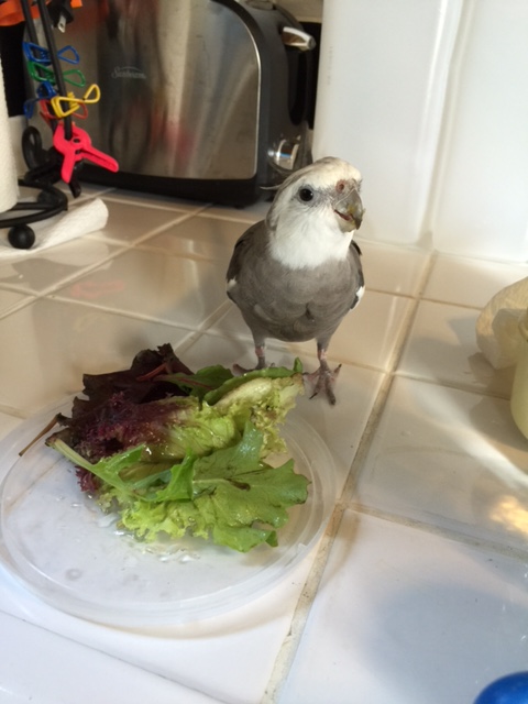 Yes, I know it's lunchtime, Mom. Yes, bring the camera right over here.