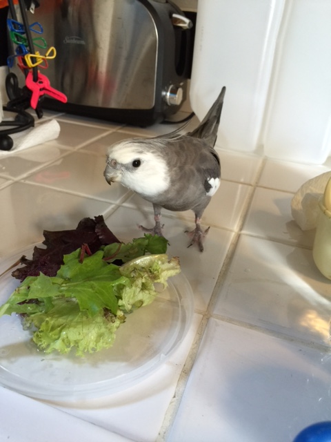 What's that, Mom? The worldwide consortium of "growers of green things" just called because demand is outpacing supply?