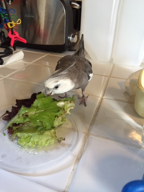 Green is the best flavor....I mean color....