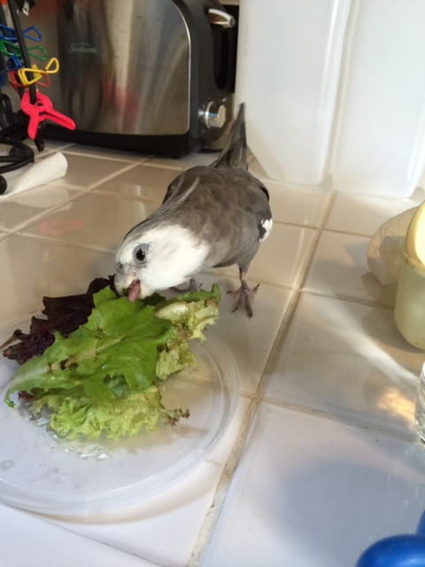 Green gives you glossy feathers, a shiny beak and soft pink feet.