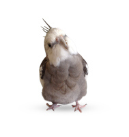 pearl_ebookcoverphoto_new