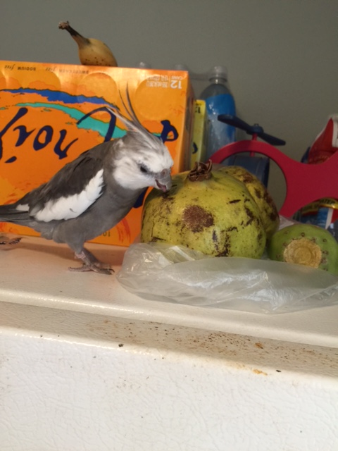 Now look here, round green thing. This is a secure area. You need to have clearance. Show me your clearance.