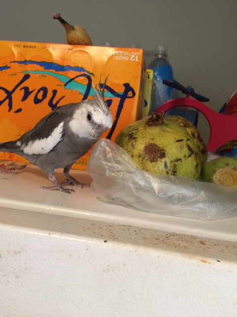 What's that, Mom? A fruit snack? No - I definitely wouldn't eat that one if I were you. I am just about to escort him off the premises.