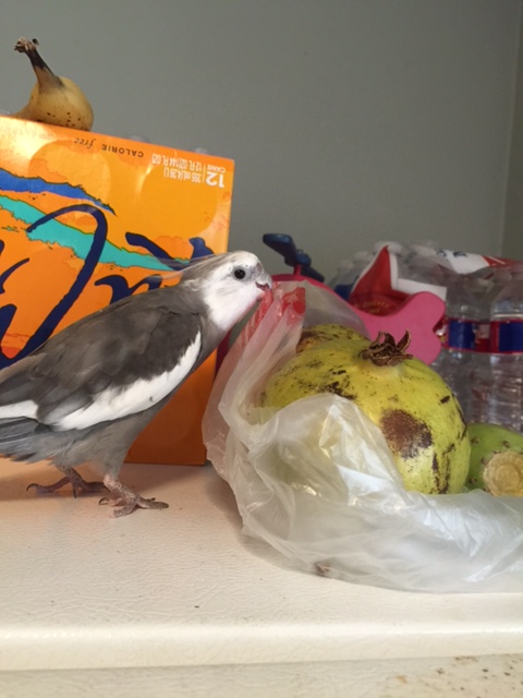 Of course this means you will be removed from the premises ASAP - and I will need to confiscate this clear crinkly vehicle you arrived in.