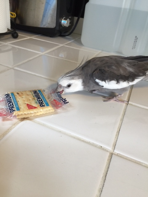 Well hellooooo there tasty snack!