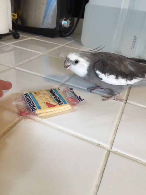 Well of course I want it! You can back away now....yes, right now is good....