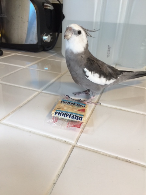 Well I know there are two Premium Saltines in there, Mom, but he says they are twins and don't like to be separated....especially not at snack time.
