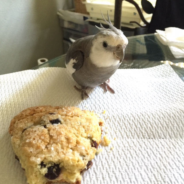 Snif.....snif.....snifffff.....