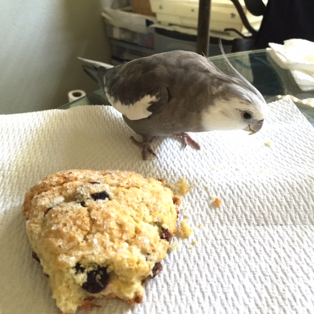 I wonder what it could be...?