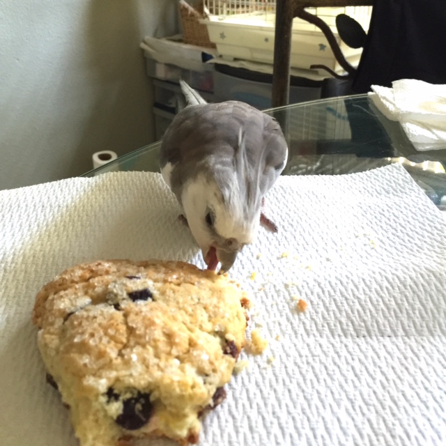 Or maybe a slightly larger nibble....after all, it will take quite a bit of energy to round you up.