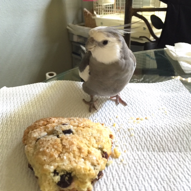 Oh! Well, hello there! I see you are waiting to be "rounded up."