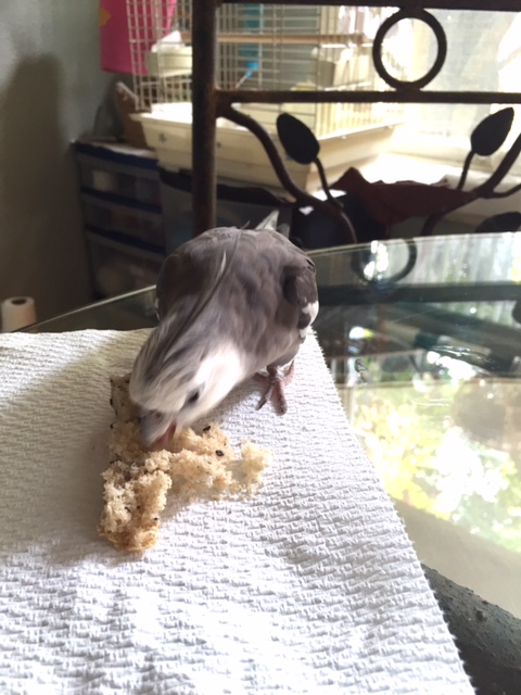 "Operation De-Seeding" will now commence!