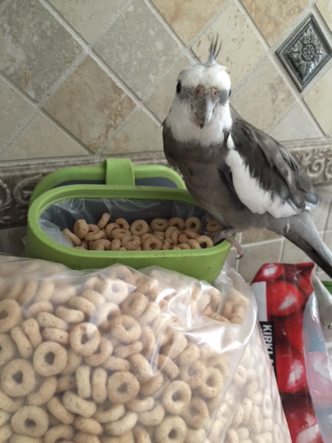 Oh there you are Mom. Finally. We are planning a press conference to announce my appointment as leader of this group of small crunchy beings. We'd like to focus on how crunchy they are. And they would each like to say a few words about how cute, pretty and feathery their new leader is.