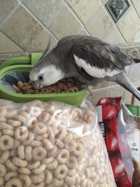 Hi there! Well, yes, I am honored to be your chosen leader!