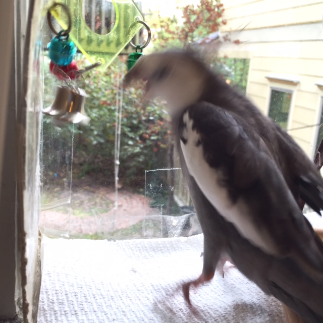 And no sparring practice session is complete without "fancy footwork" - another of my many elite skills.