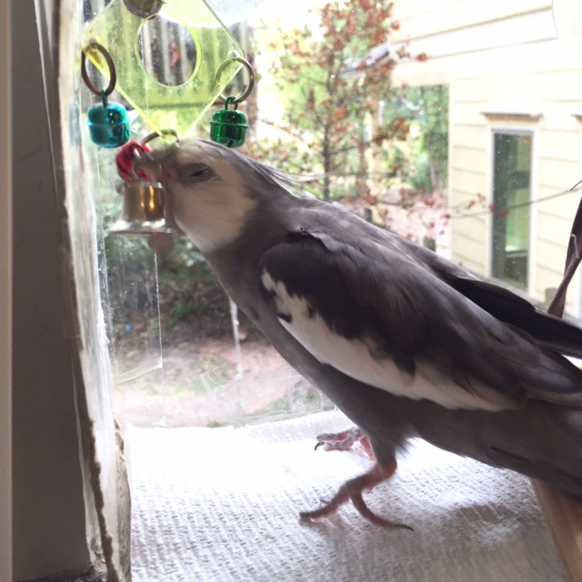 "Head butting" is another great maneuver to practice (as a side note, this is also a useful technique for when you want your assistant to scratch your neck feathers).