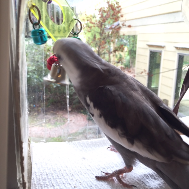 My large featherless super spy training assistant provided this custom-built "sparring center" just for me.