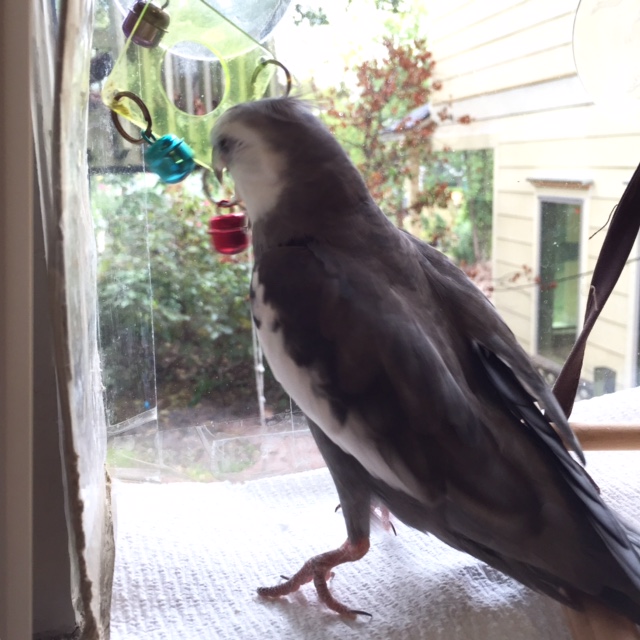 Daily sparring practice is essential to maintain my elite position as .007, pint-sized super spy.