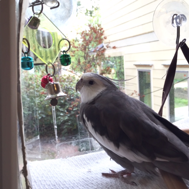 I sure would like to take another restful nap, but it is time for my daily "sparring practice."